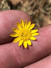 Leysera gnaphalodes
