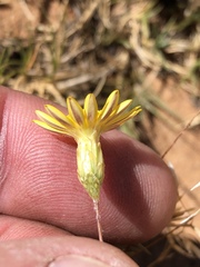 Leysera gnaphalodes