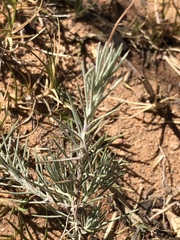 Leysera gnaphalodes