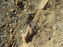 Tarentola delalandii