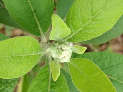 Pluchea carolinensis