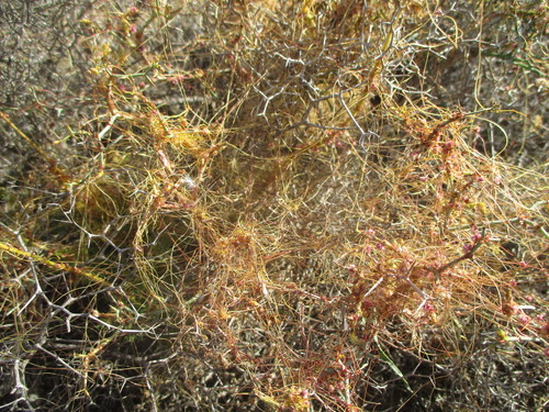 Cuscuta approximata image