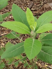 Pluchea carolinensis