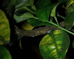 Lepidodactylus lugubris