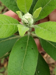 Pluchea carolinensis