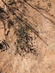 Leysera gnaphalodes