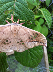 Copaxa multifenestrata