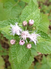 Tamaulipa azurea