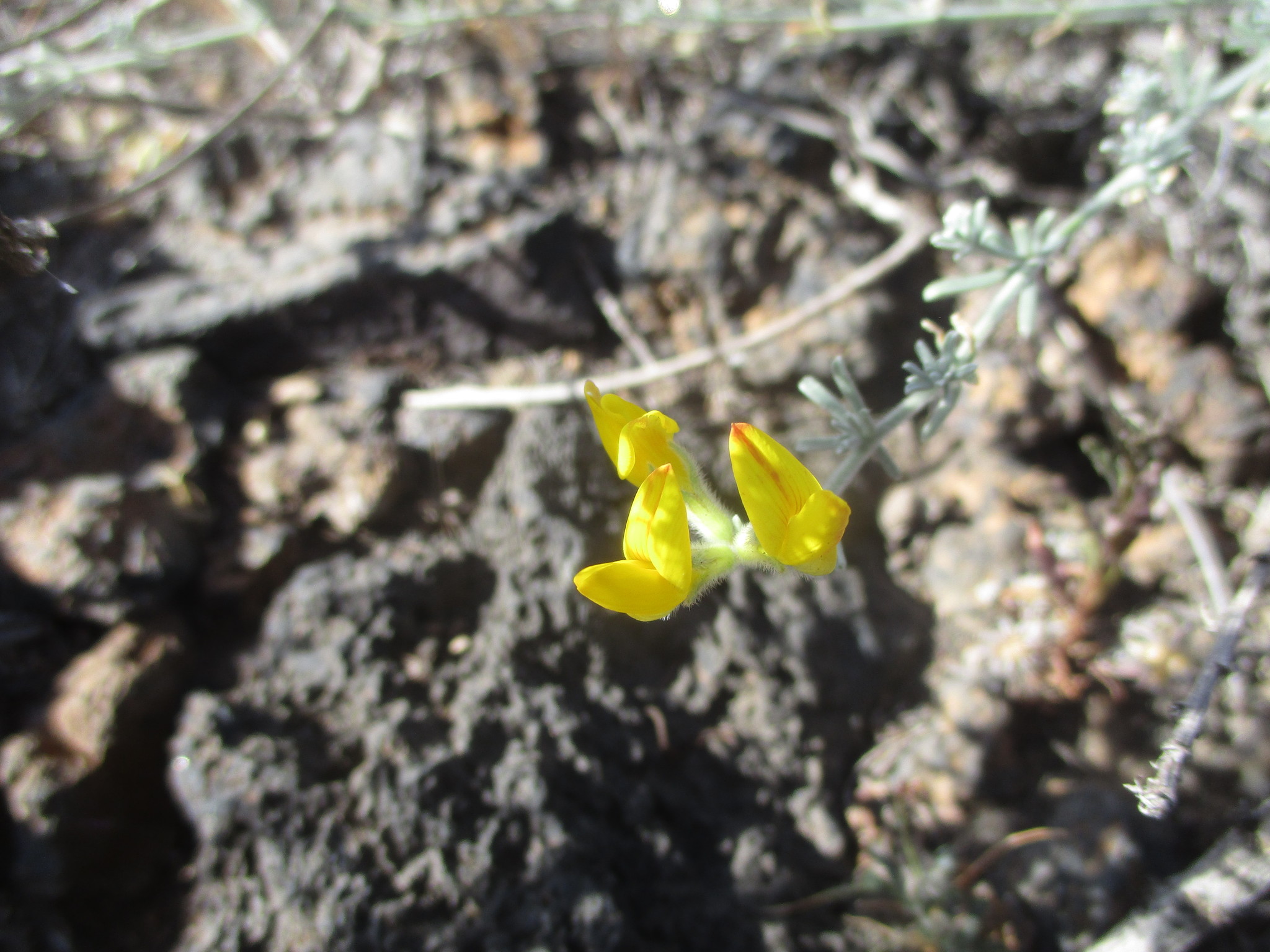 Lotus sessilifolius