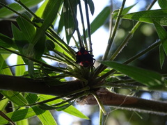 Brontocoris nigrolimbatus