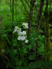 Cardamine angulata