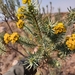 Gold Sheepdaisy - Photo (c) Grant Egen, some rights reserved (CC BY-NC), uploaded by Grant Egen