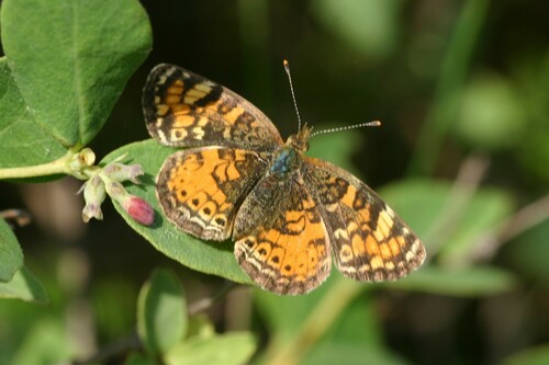 Great Plains Crescent