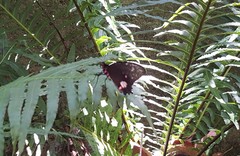 Parides anchises nephalion