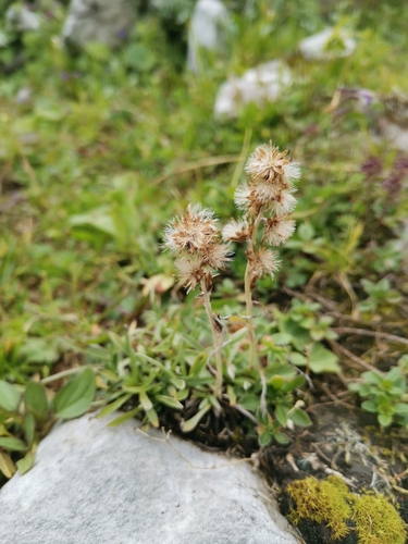 Image of Omalotheca hoppeana by (c) Ljaž, some rights reserved (CC BY)