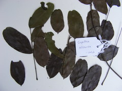 Copaifera salikounda