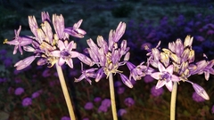 Triteleiopsis palmeri