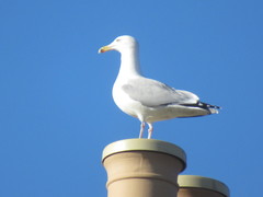 Larus argentatus