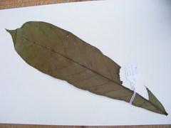 Strephonema pseudocola