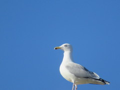 Larus argentatus