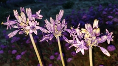 Triteleiopsis palmeri