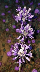 Triteleiopsis palmeri