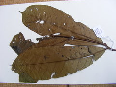 Strephonema