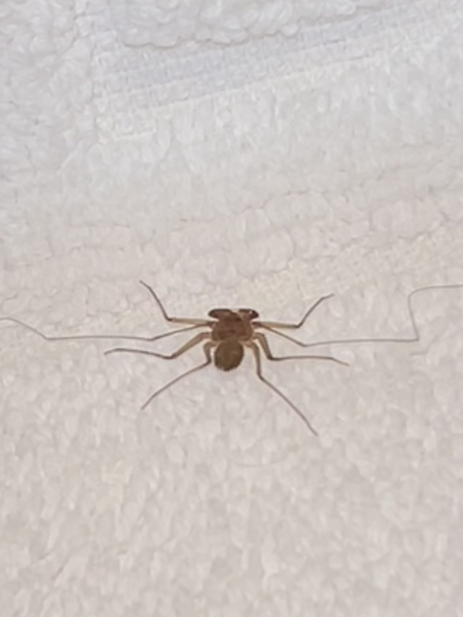 Sarax ioanniticus (Kritscher, 1959)