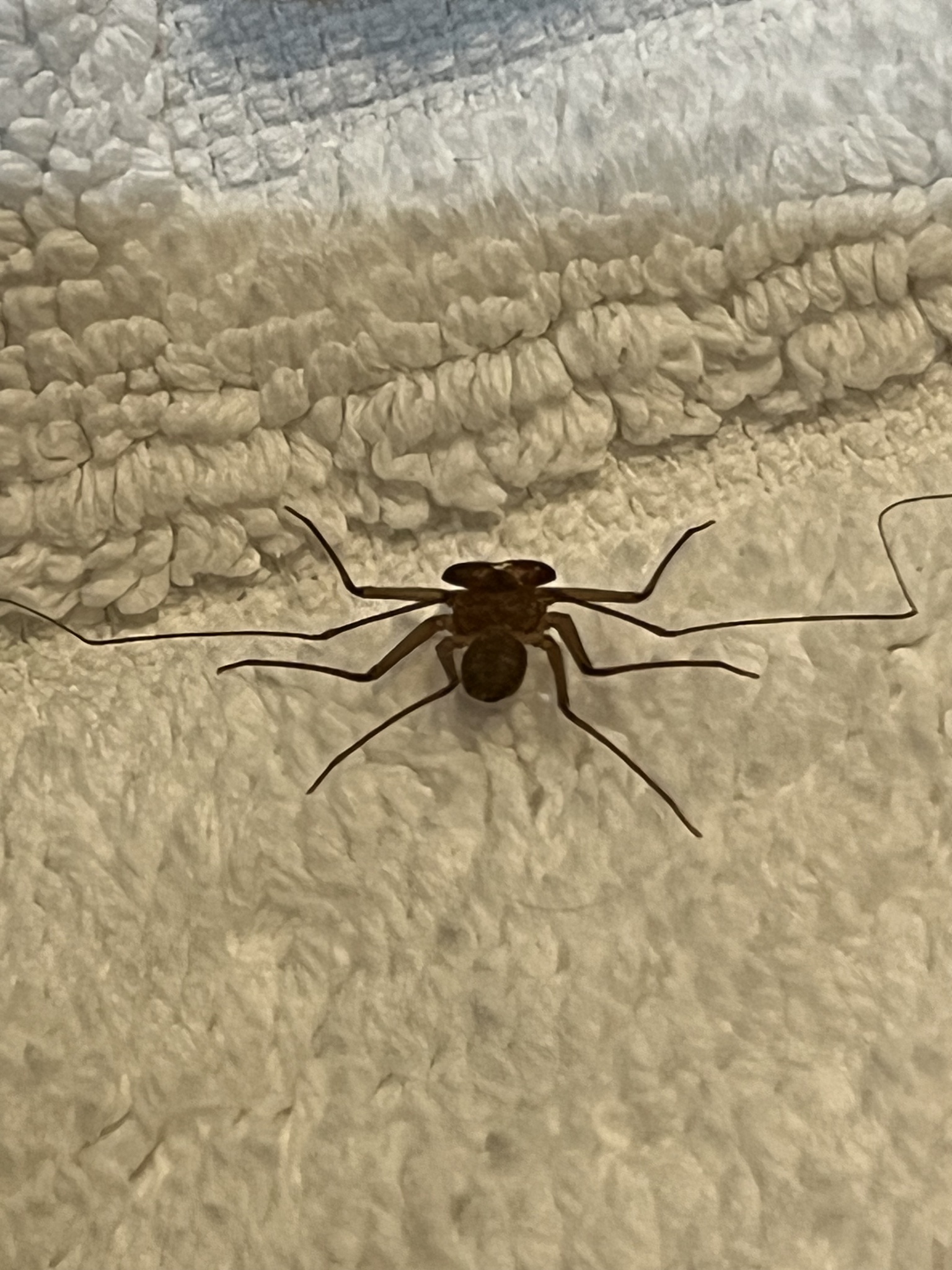 Sarax ioanniticus (Kritscher, 1959)
