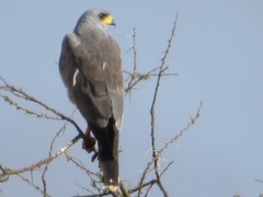 Melierax poliopterus