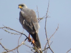 Melierax poliopterus