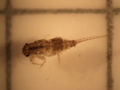 Tricorythidae