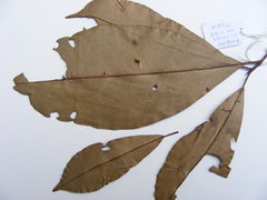 Manilkara obovata