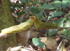 Urocyclini