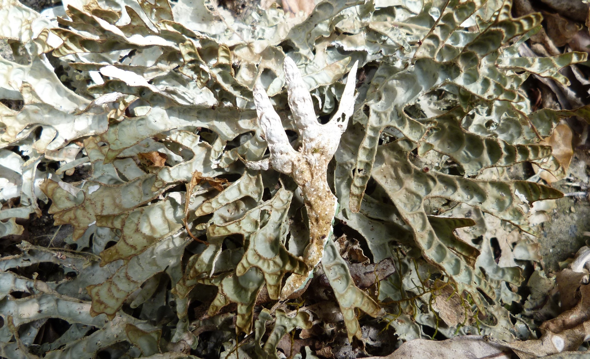 Pseudocyphellaria billardierei image