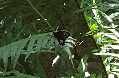Parides anchises nephalion