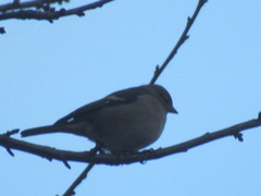 Fringilla coelebs