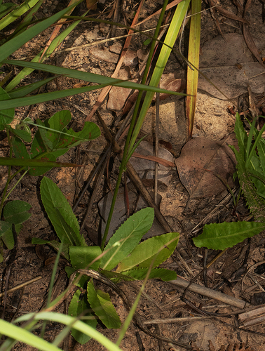 Tolpis capensis image
