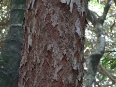 Cryptocarya alba