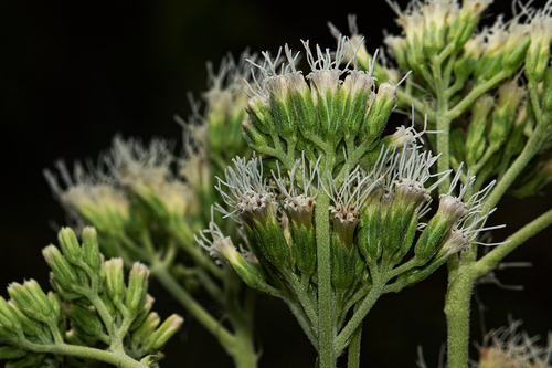 Stomatanthes africanus image