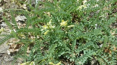 Astragalus californicus