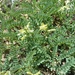 Astragalus californicus - Photo (c) cschelz7, μερικά δικαιώματα διατηρούνται (CC BY-NC)