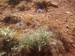 Echinops ritro ruthenicus