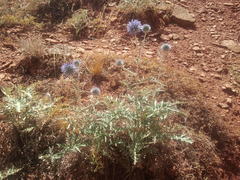 Echinops ritro ruthenicus