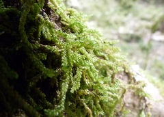 Weymouthia cochlearifolia