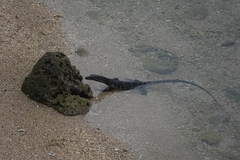 Varanus salvator salvator