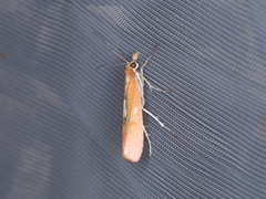 Canuza euspilella