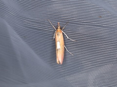 Canuza euspilella