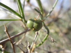Asparagus arborescens