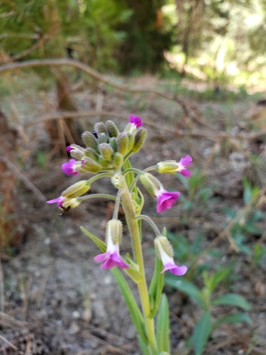 iNaturalist observation photo of California rockcress
